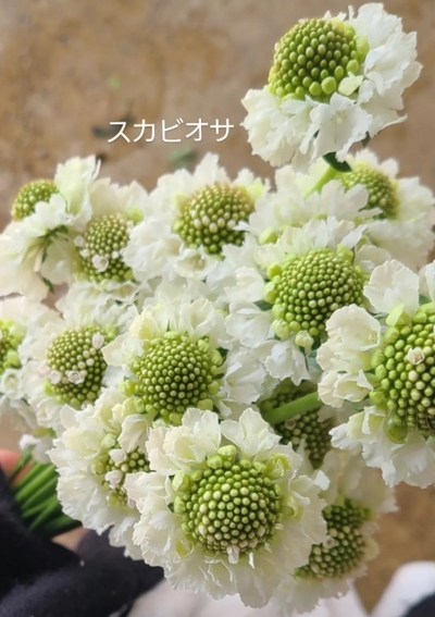 NEWフラワーベース♡ NEWフラワーベース♡