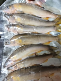 今年、初物の鮎頂きました